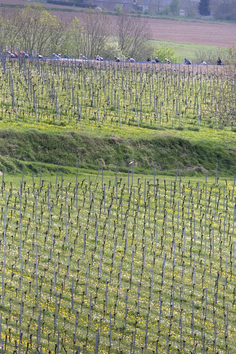 Amstel Gold Race 2024 - The race seen through vineyard with yellow wildflowers on Schaapsdries