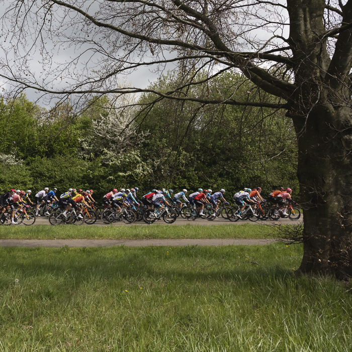 Amstel Gold Race 2024 - The peloton passes blossom covered hedgerows and trees in bud near Voerendaal
