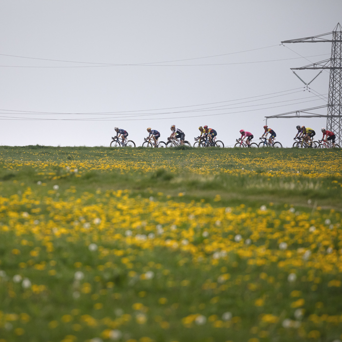 Amstel Gold Race 2025 - Swathes of yellow flowers in the foreground as riders are seen on the ridge of Schaapsdries