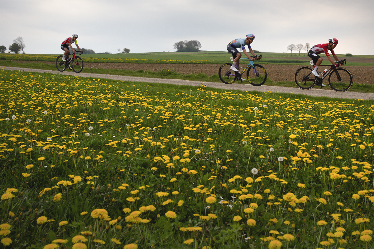 Amstel Gold Race 2025 - Riders with yellow meadow flowers in the foreground