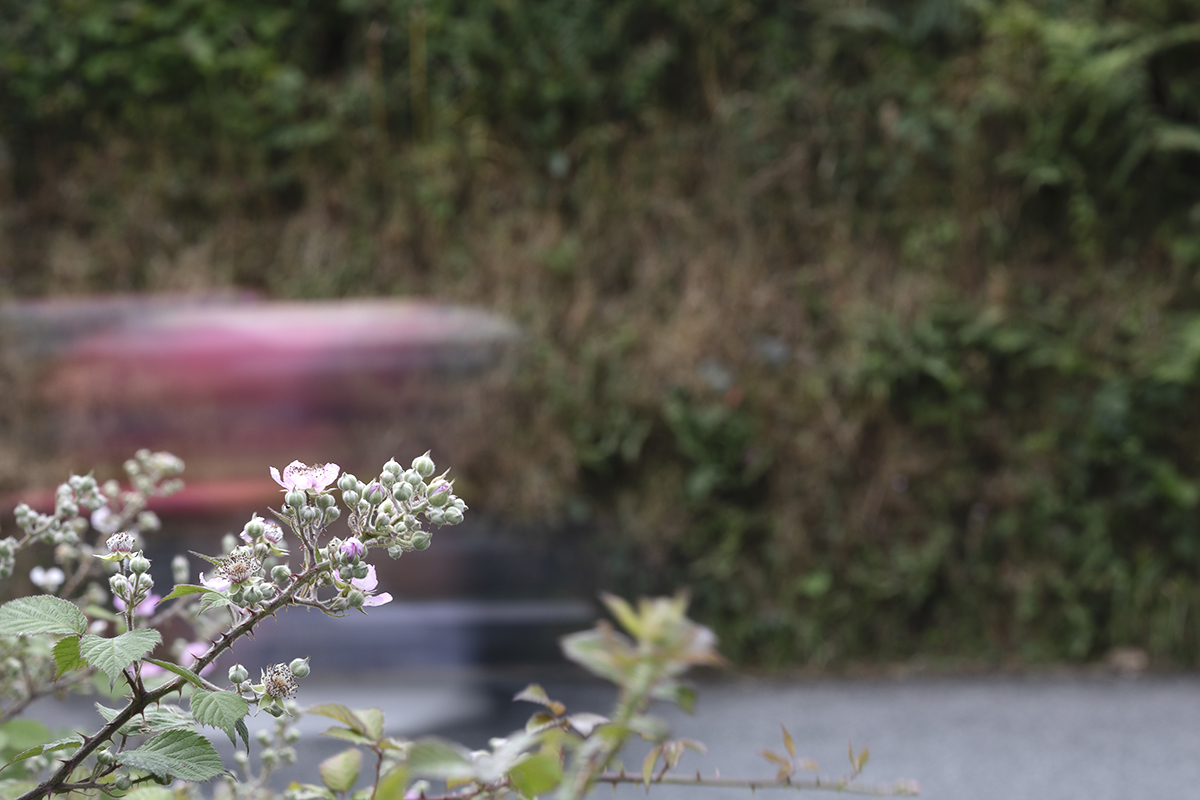 British National Road Championships 2025 - Time Trial - U23 Men - a rider speeds past the blossom of brambles in a hedgerow