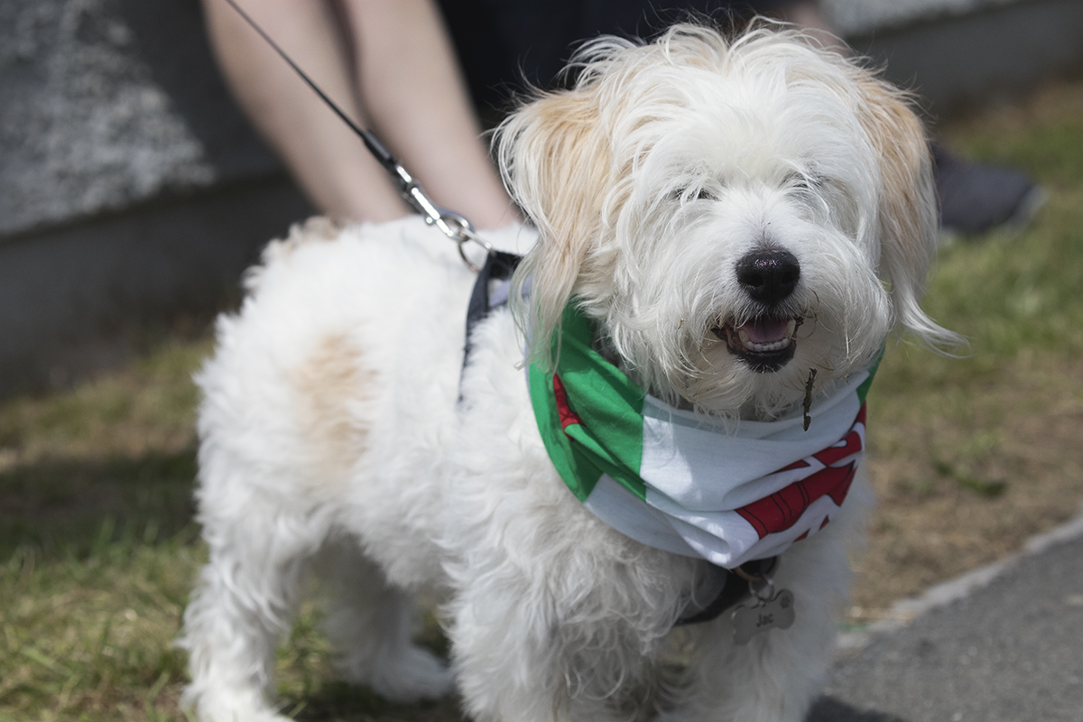 British National Road Championships 2025 - Time Trial - U23 Women - a dog called Jac wearing a Welsh flag round his neck supports the riders