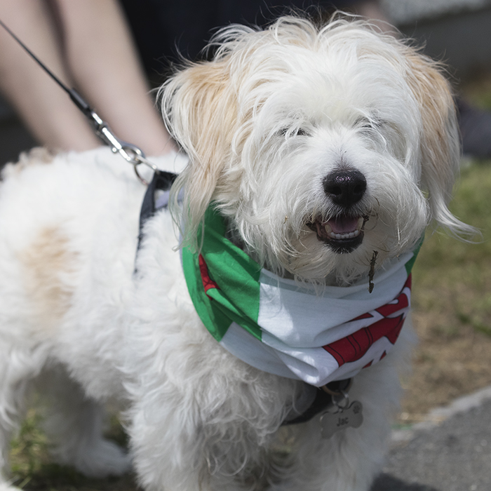 British National Road Championships 2025 - Time Trial - U23 Women - a dog called Jac wearing a Welsh flag round his neck supports the riders