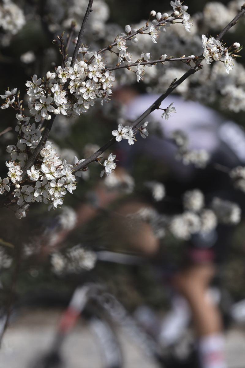Dwars Door Vlaanderen 2025 - A rider is picked out through a blossom laden tree