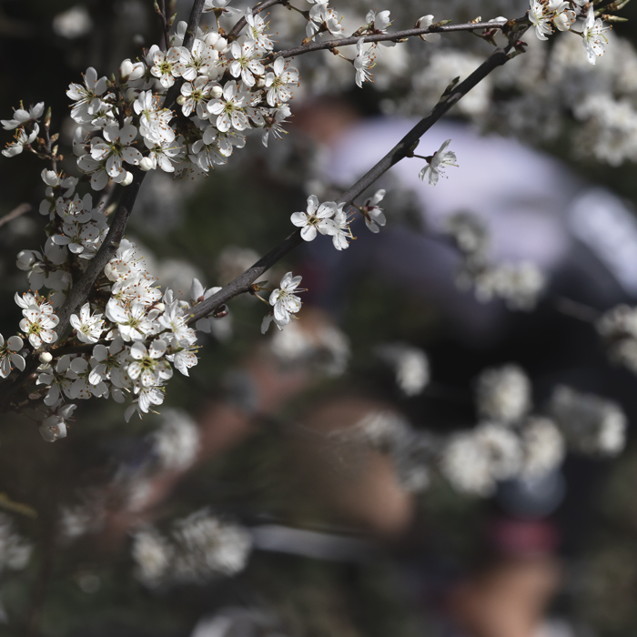 Dwars Door Vlaanderen 2025 - A rider is picked out through a blossom laden tree
