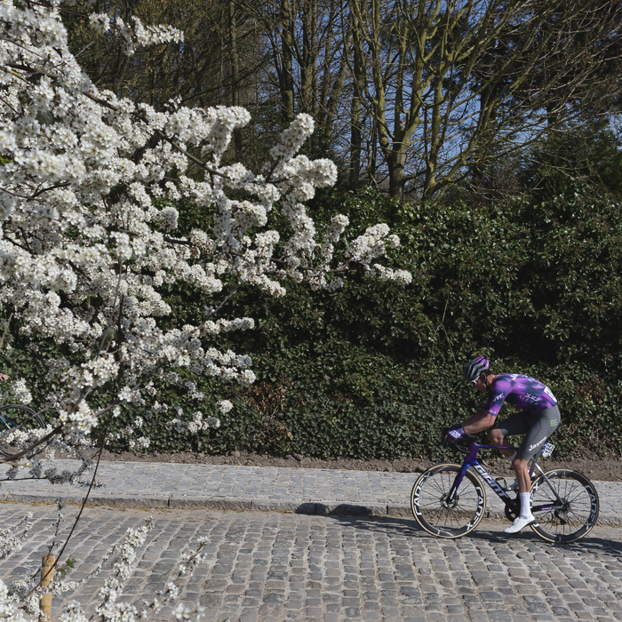 Dwars Door Vlaanderen 2025 - Kelland O’Brien rides past a blossom laden tree