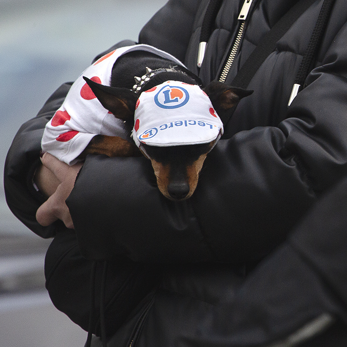 Dwars Door Vlaanderen Vrouwen 2024 - A Dachshund sports a polka dot ‘King of the Mountains’ outfit as it slumbers in its owners arms