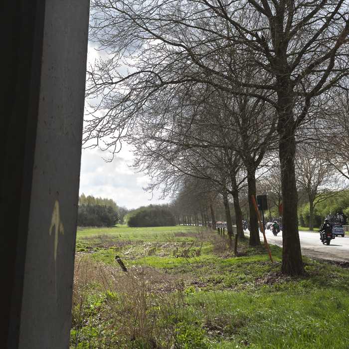 Gent Wevelgem 2024 - The race is seen on a tree lined section of road in Morsele