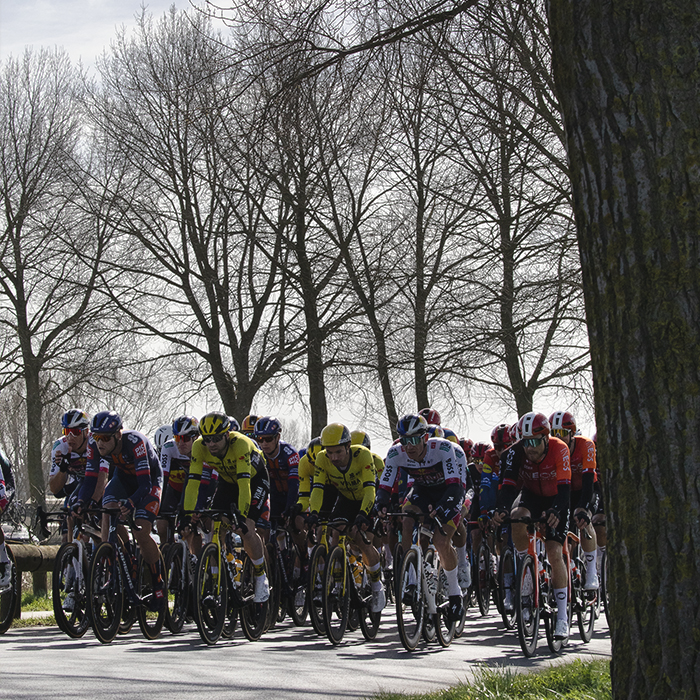 Gent Wevelgem 2025 - Riders on the tree lined road of Ijzerdijk