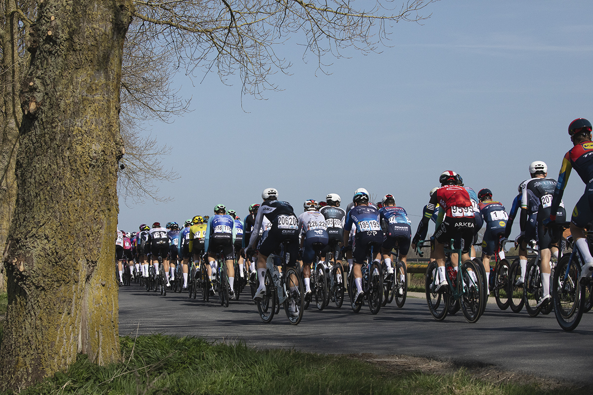 Gent Wevelgem 2025 - The peloton from behind on the tree lined road of Ijzerdijk