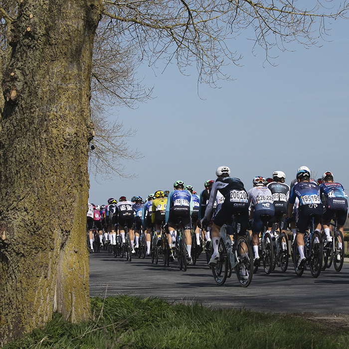 Gent Wevelgem 2025 - The peloton from behind on the tree lined road of Ijzerdijk