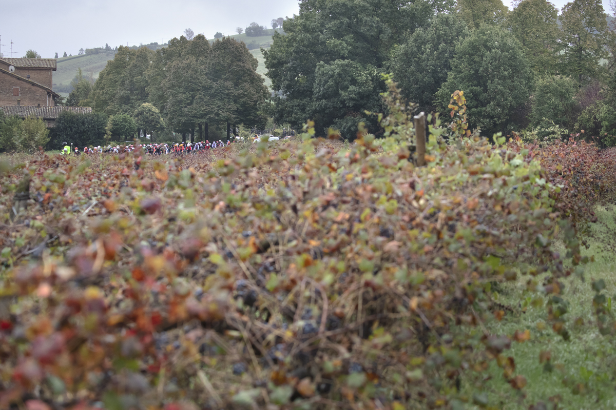 Giro dell'Emilia Internazionale Donne Elite 2024 - Riders seen across grape vines in Castelvetro