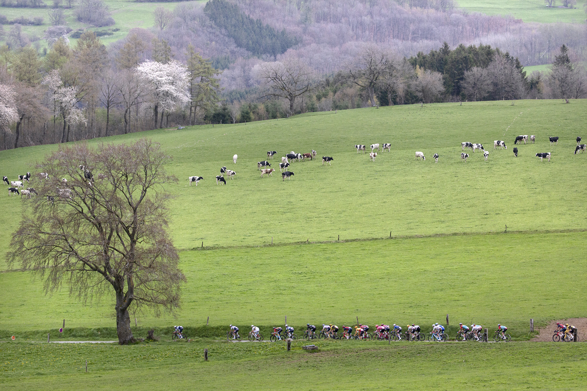 Liège-Bastogne-Liège 2023 - The peloton from a distance passes a mature tree and cow filled fields