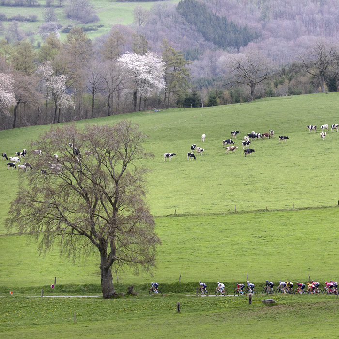 Liège-Bastogne-Liège 2023 - The peloton from a distance passes a mature tree and cow filled fields