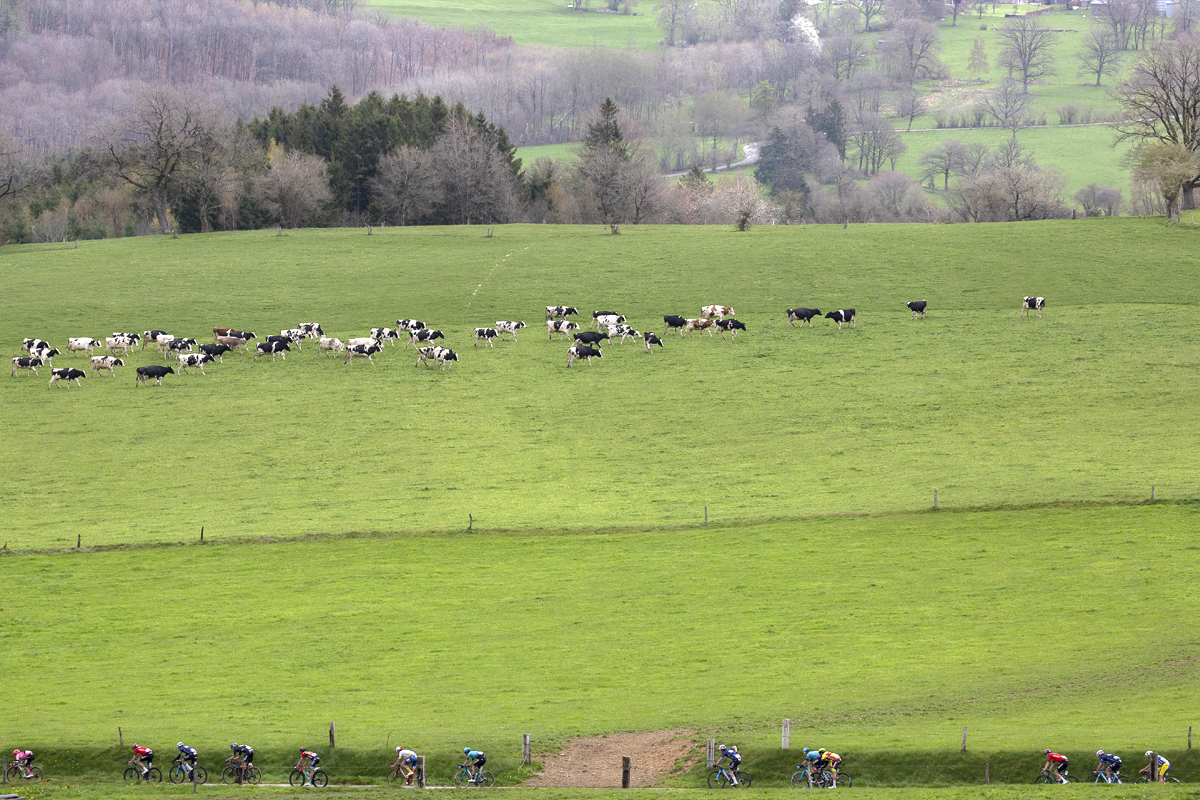 Liège-Bastogne-Liège 2023 - Riders pass a cow filled field