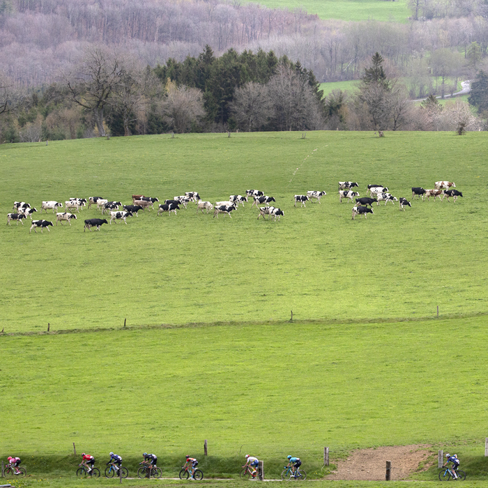 Liège-Bastogne-Liège 2023 - Riders pass a cow filled field