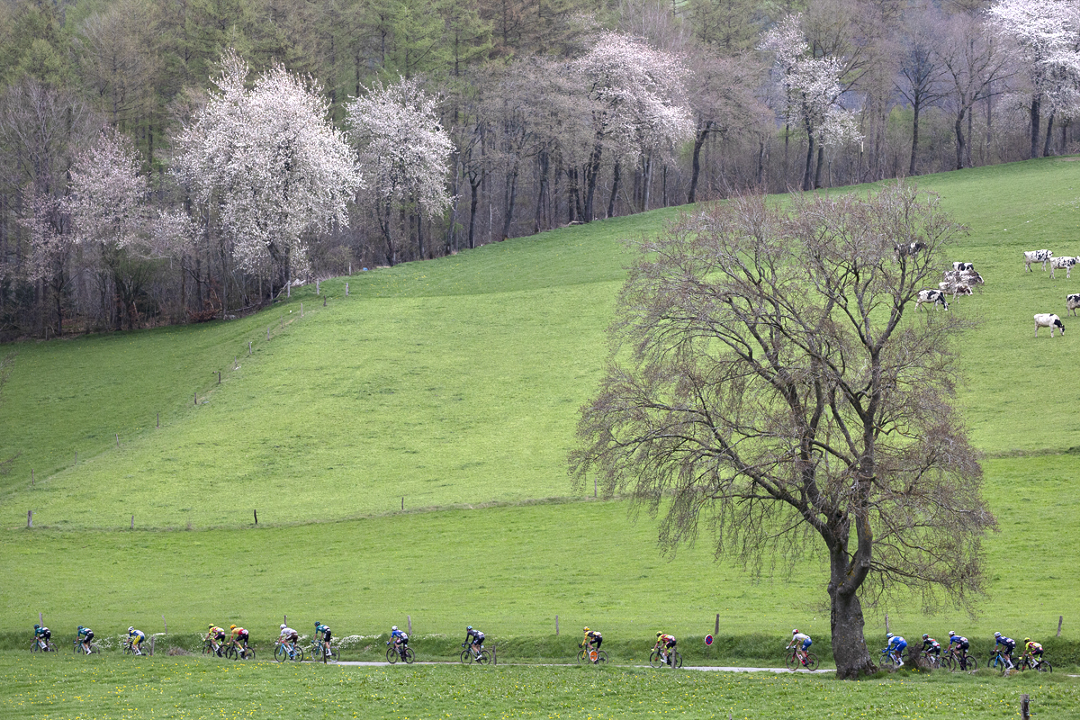 Liège-Bastogne-Liège 2023 - A small group of riders pass through the countryside with blossom laden trees in the background