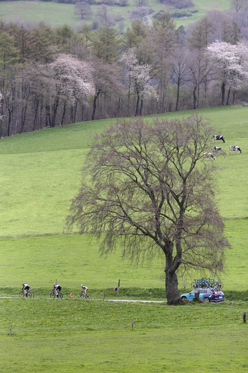 Liège-Bastogne-Liège 2023 - A team car follows a group of riders past a mature tree in the Belgian countryside