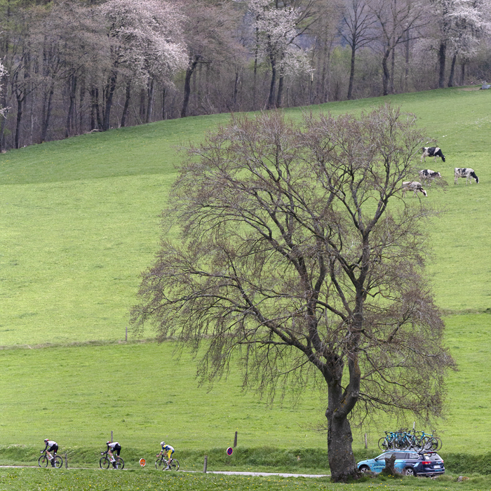 Liège-Bastogne-Liège 2023 - A team car follows a group of riders past a mature tree in the Belgian countryside