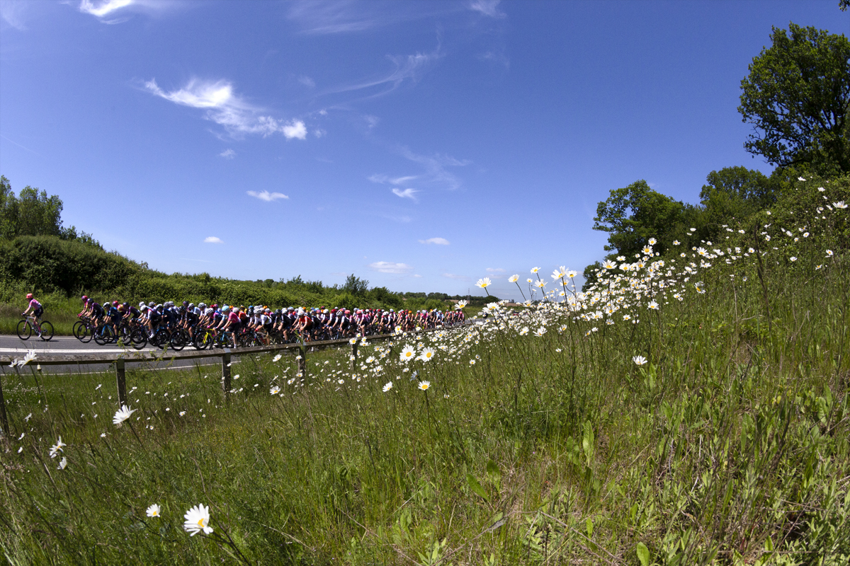 RideLondon Classique 2022 - The peloton approaches seen through daisies at the side of the road