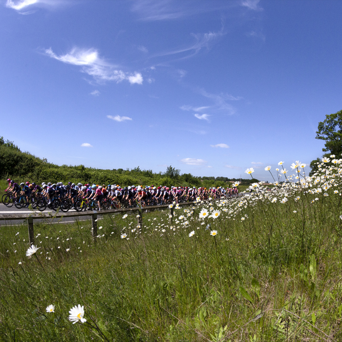 RideLondon Classique 2022 - The peloton approaches seen through daisies at the side of the road