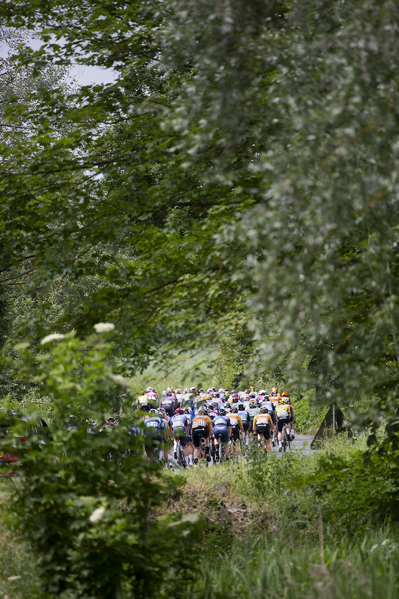 RideLondon Classique 2024 - Rear of the peloton seen through the trees at Blue Mills