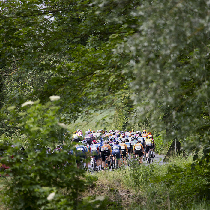 RideLondon Classique 2024 - Rear of the peloton seen through the trees at Blue Mills