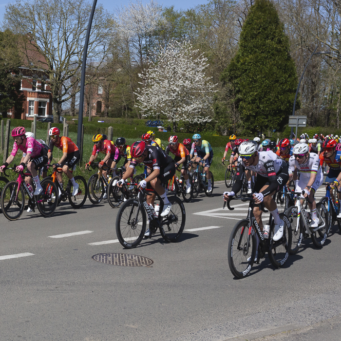 Ronde van Vlaanderen 2025 - The peloton in Schorisse with blossom laden trees in the background