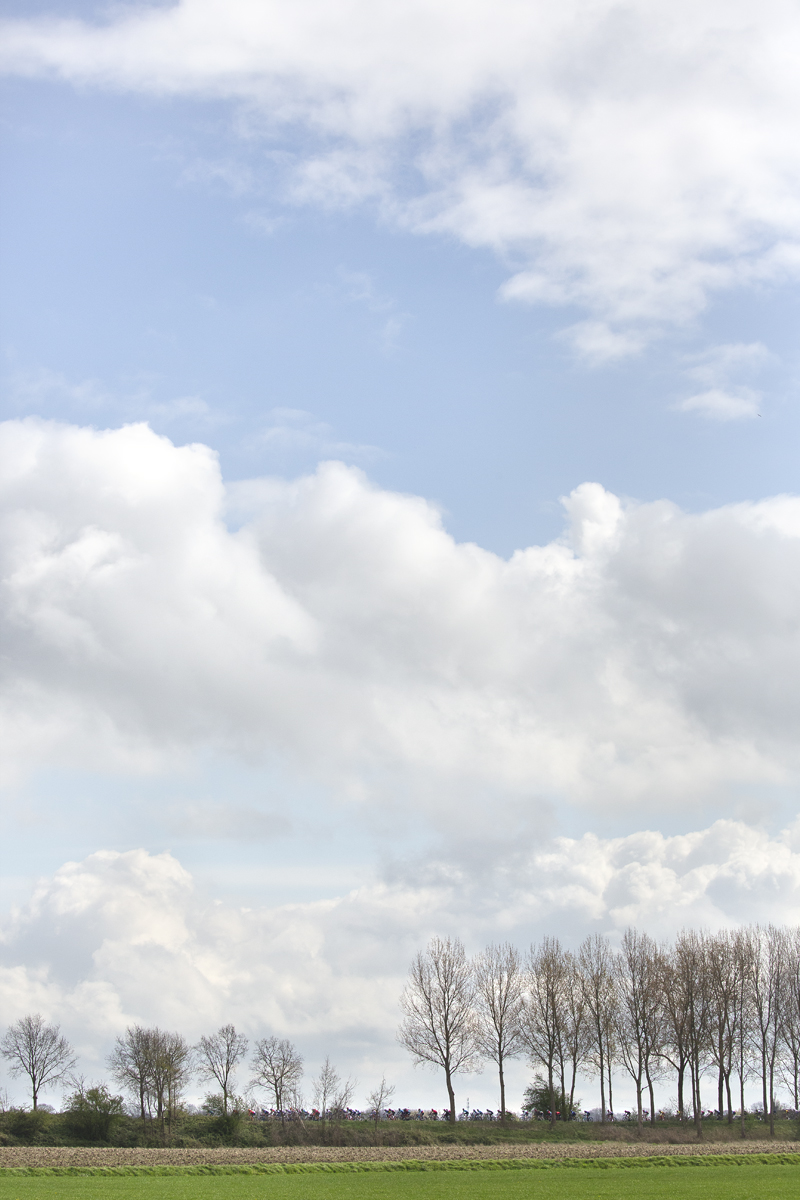 Scheldeprijs 2024 - Riders seen through a row of trees near Heinkenszand