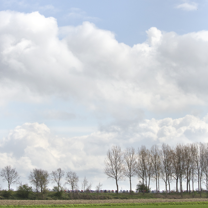 Scheldeprijs 2024 - Riders seen through a row of trees near Heinkenszand