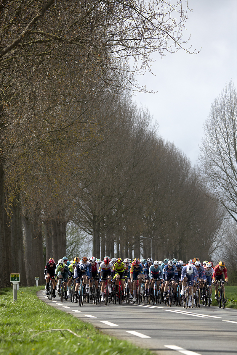 Scheldeprijs 2024 - The peloton on a road lined with majestic mature trees near Heinkenszand
