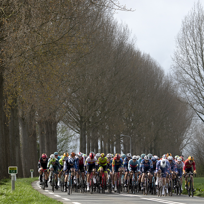 Scheldeprijs 2024 - The peloton on a road lined with majestic mature trees near Heinkenszand