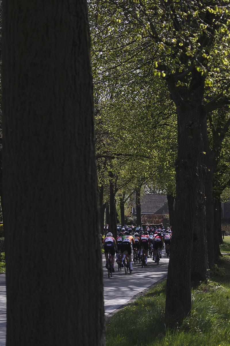 Scheldeprijs Vrouwen 2025 - The peloton is seen through the trees that line Westmallebaan
