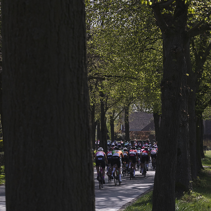 Scheldeprijs Vrouwen 2025 - The peloton is seen through the trees that line Westmallebaan