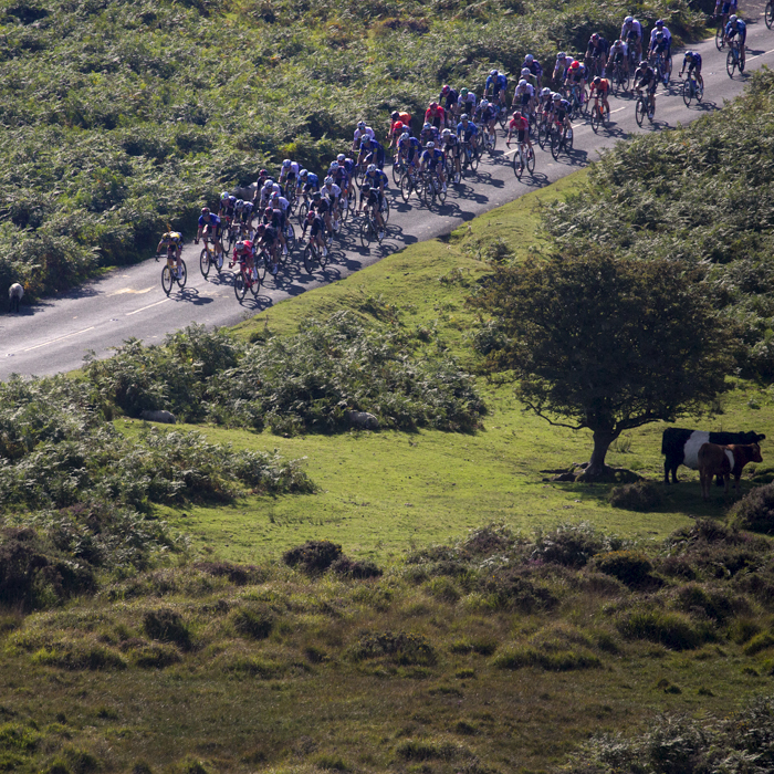 Tour of Britain 2021 - Cows and sheep watch on as the race passes over Dartmoor