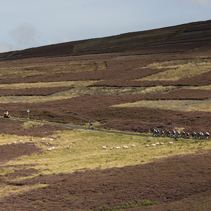 Tour of Britain 2022 - The main group climb the King Of The Mountain section at Mainslaughter Law on stage 2 of the race