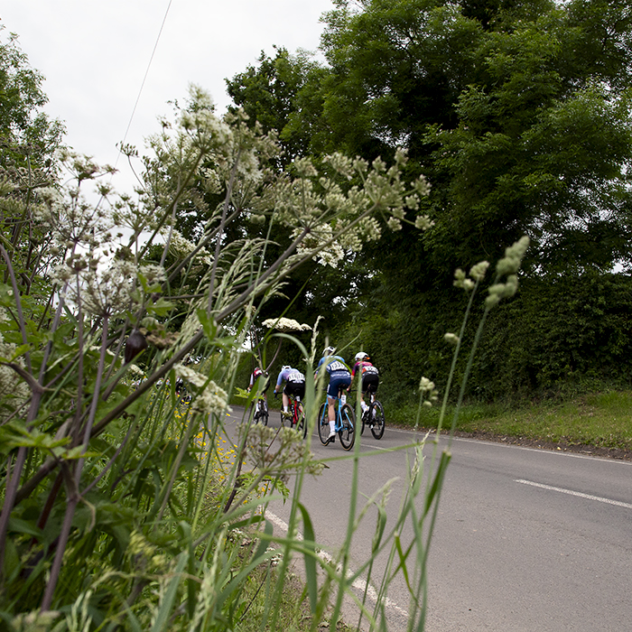 Tour of Britain Women’s 2024 - A group of riders seen through the flowers in the hedgerow